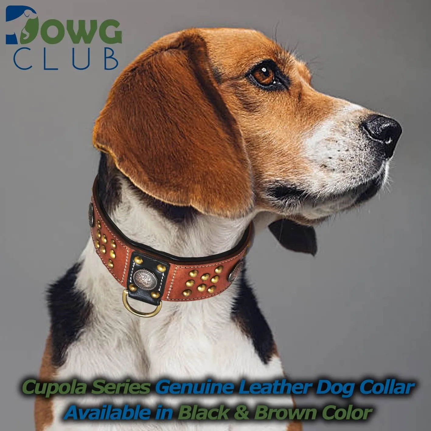 Genuine Leather ‘Cupola’ Series Dog Collar | Celtic Conchos & Gold Dome Rivets | Soft, Cushion Padding, Handmade | Best for Medium, Large, XL Breeds (XL (Neck Size 22.5"-25.5"), Sienna Brown)
