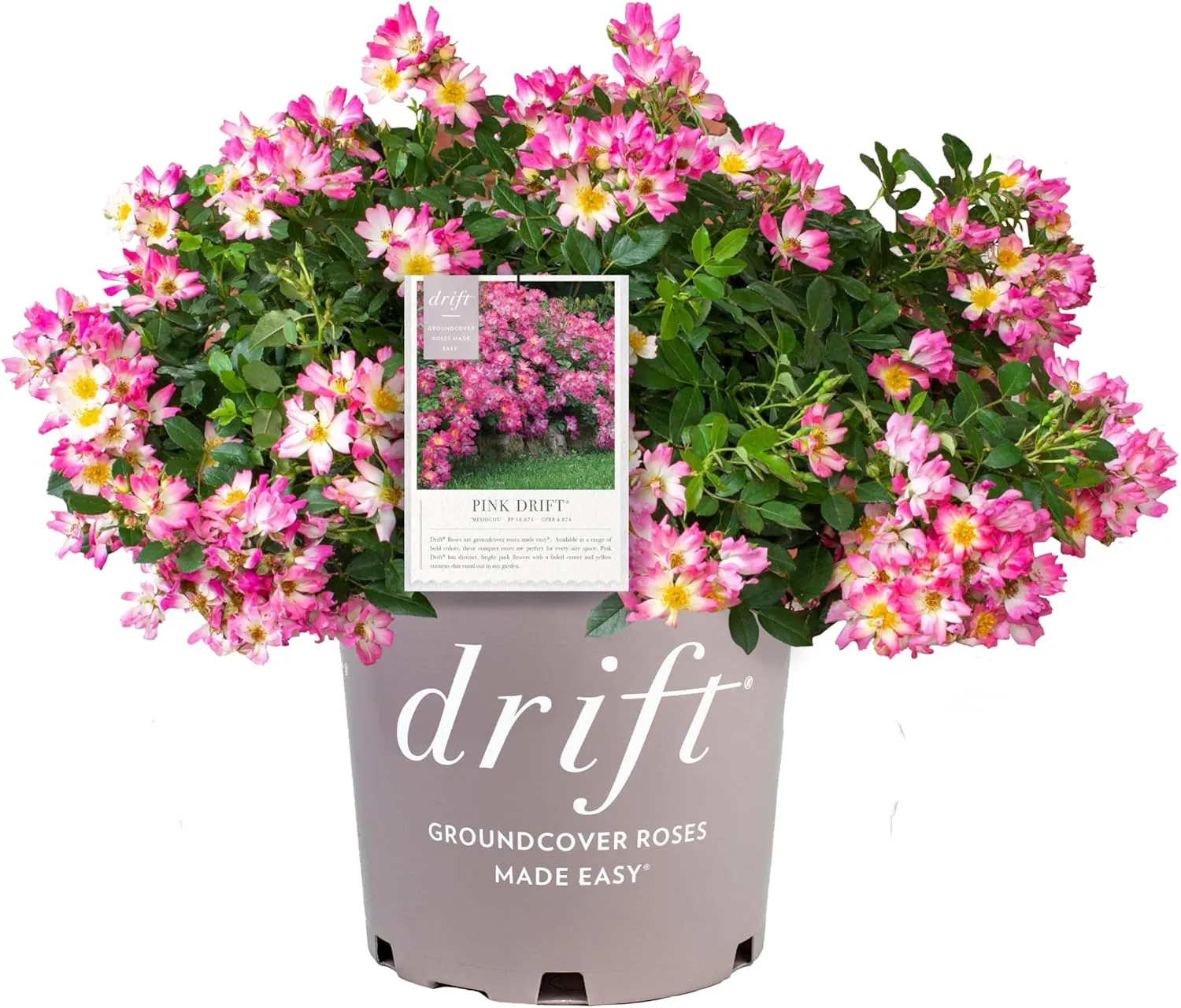 Pink Drift Rose (1 Gallon) Flowering Ground Cover Roses with Pink Blooms - Full Sun Live Outdoor Plant - Drift Ground Cover Roses