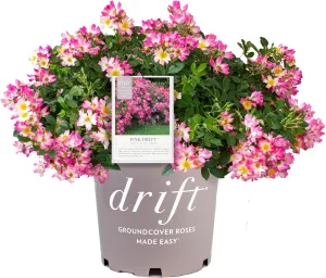 Pink Drift Rose (1 Gallon) Flowering Ground Cover Roses with Pink Blooms - Full Sun Live Outdoor Plant - Drift Ground Cover Roses